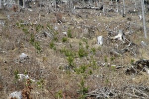 kalamitná plocha na holých Žiaroch s rastúcimi stromami - apríl 2020.jpg